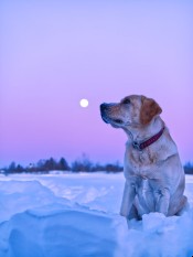 thumb of lab in snow