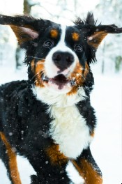 thumb of goofy dog in snow
