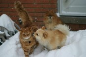 thumb of cat and dog in snow